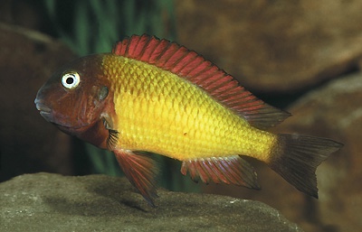 Tropheus Ilangi 'Chilanga'